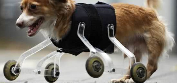 Cagnolino-disabile-logo