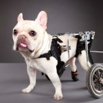 bulldog-francese-disabile